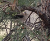 clark-nutcracker