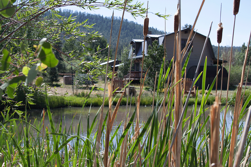 in the summer with pond